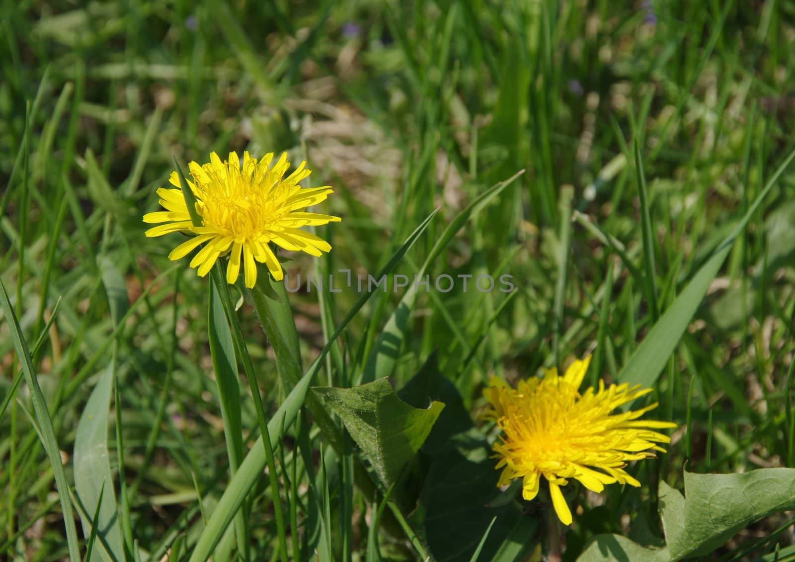 Two dandelion flowers and the grass