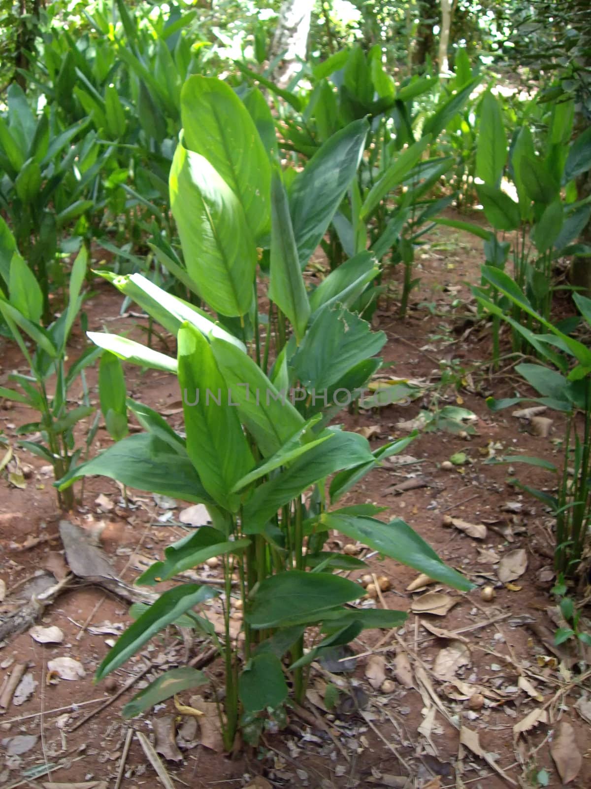 tobacco plant in cultivation in Zanzibar