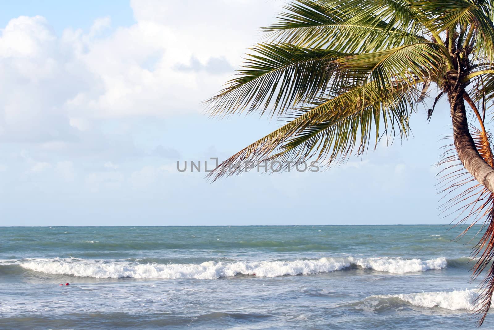 Shot of the atlantic cost and the palm tree on the beach