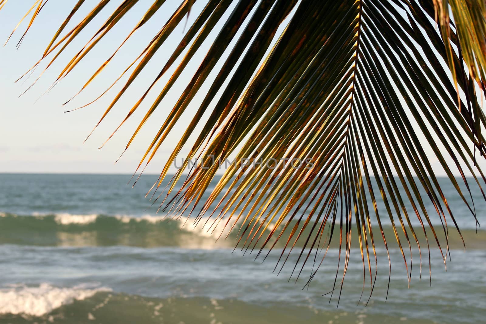 dreaming of caribbean, palms and the ocean