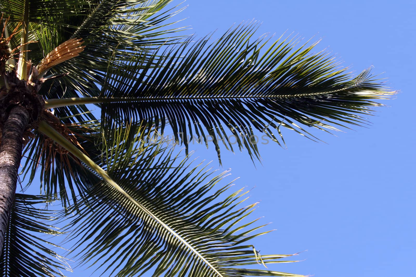 Beautiful coconut palm standing in the sunlight