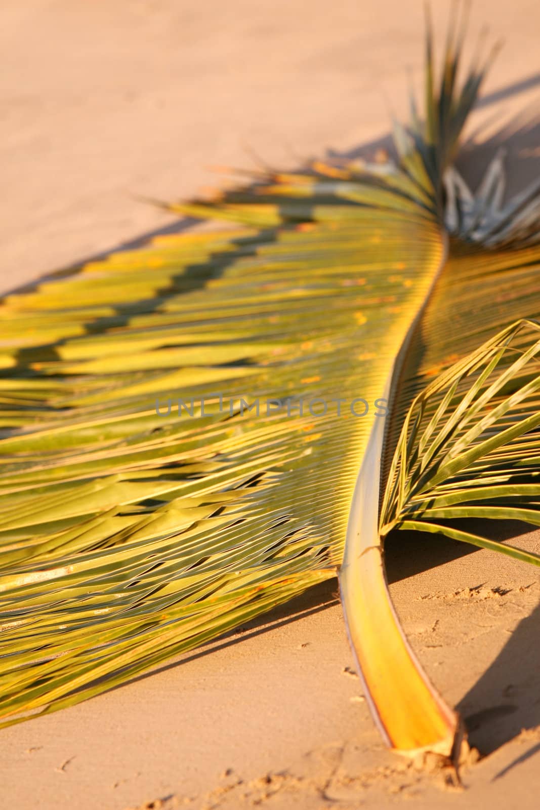 Palm tree branch lying on the sand beach