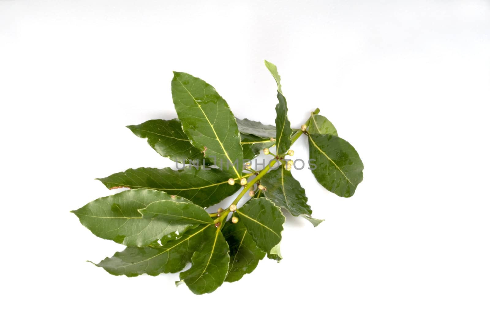 sprig of laurel Goggi with water on a white background