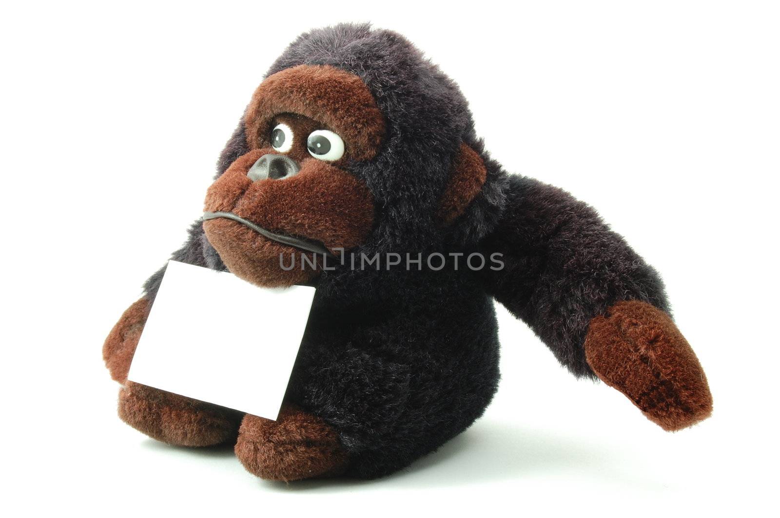 toy teddy bear with blank sheet isolated on white background