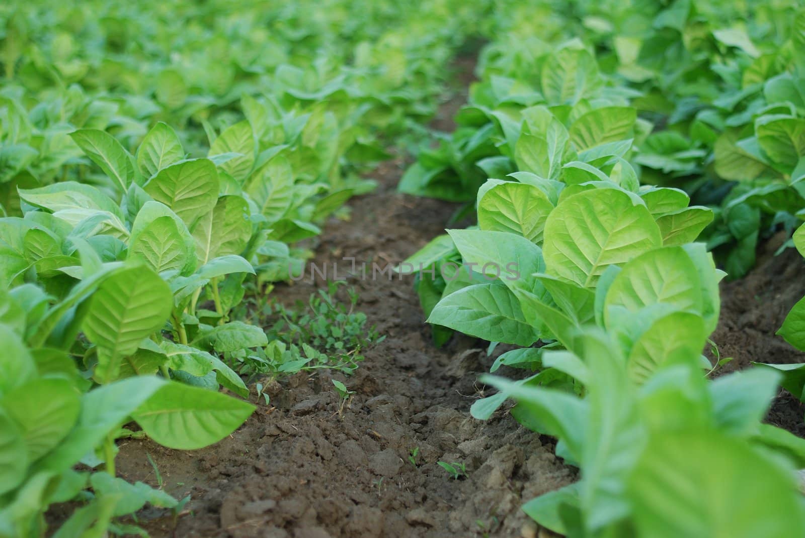 green background  of tobacco plantation. agriculture plant