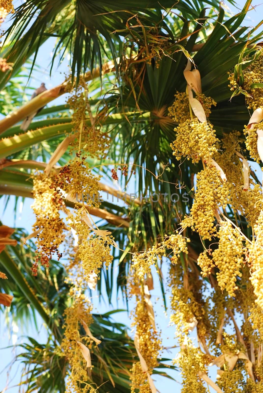 Bunch of fruits \ seeds from a palm tree.