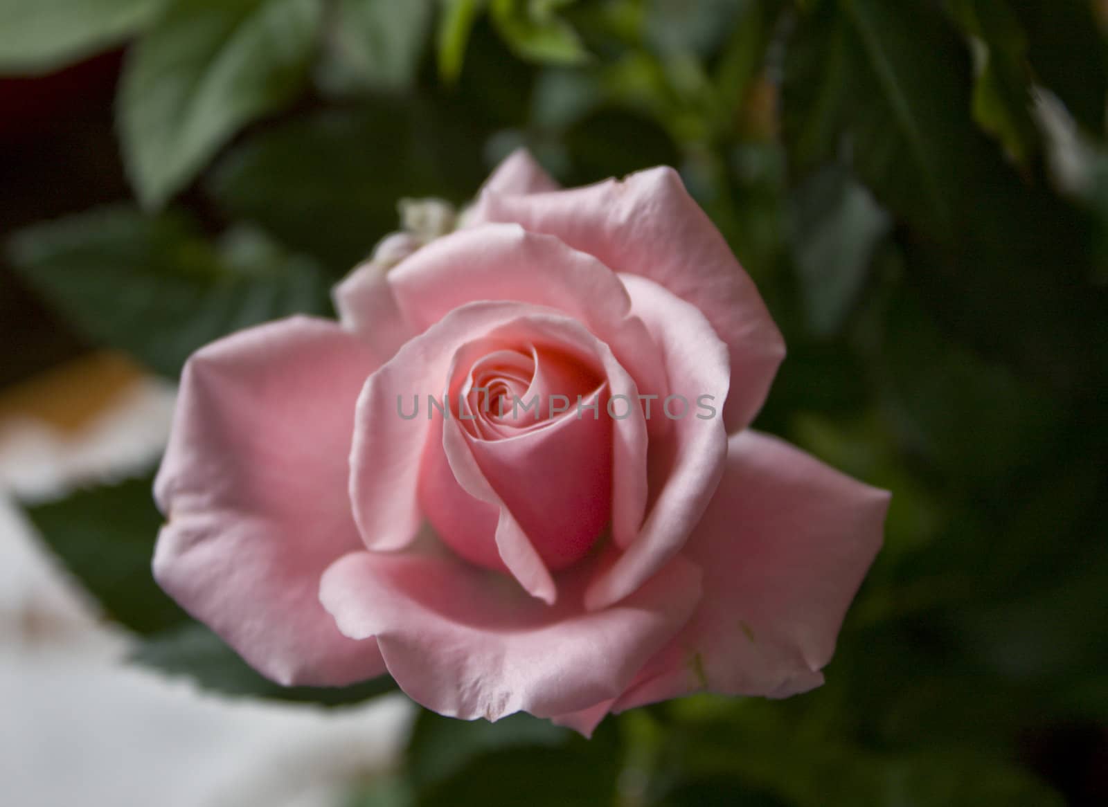 Beautiful pink rose bud