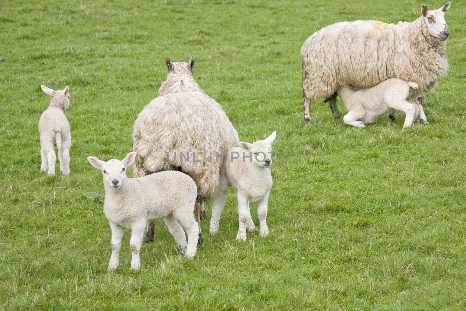 Sheep and lambs in a field