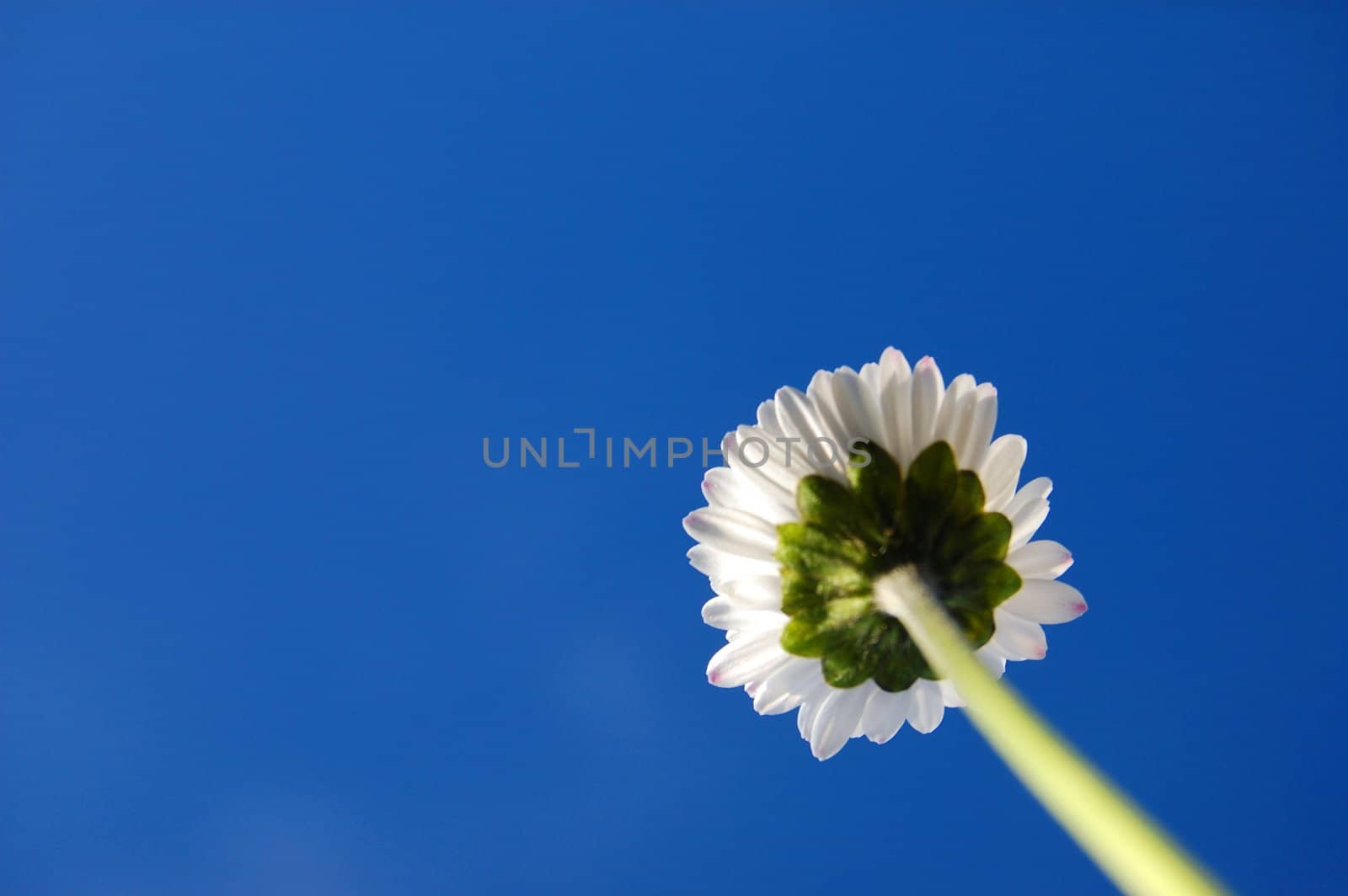 daisy from below under blue sky in summer
