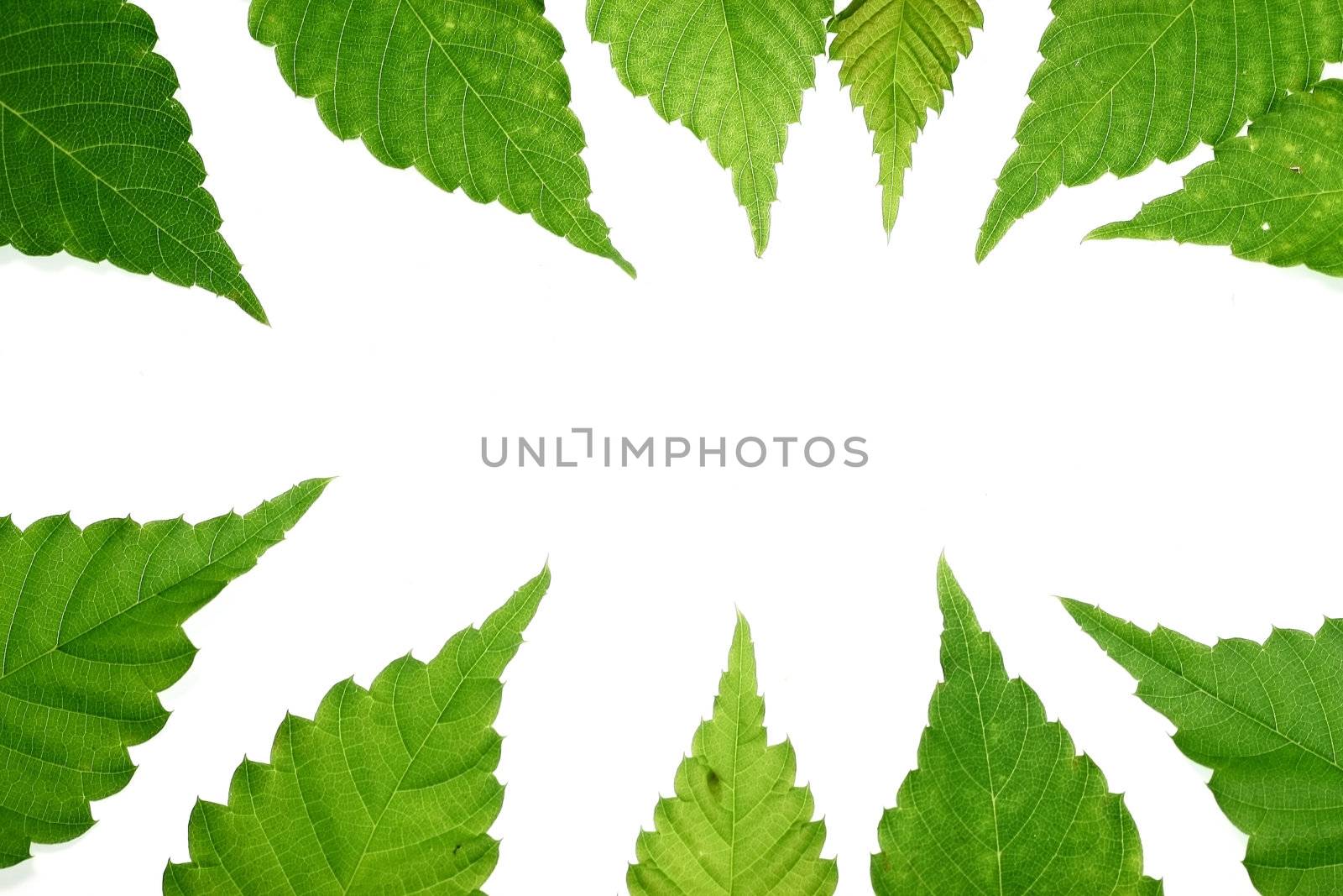 Green plant leaf frame in a  white background