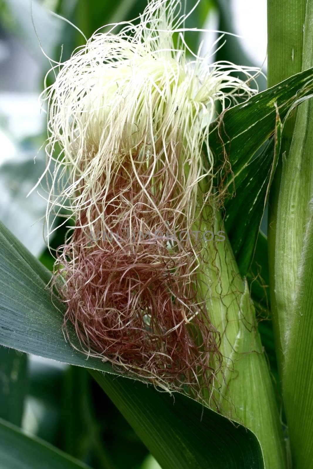sweet corn cob growing on the plant