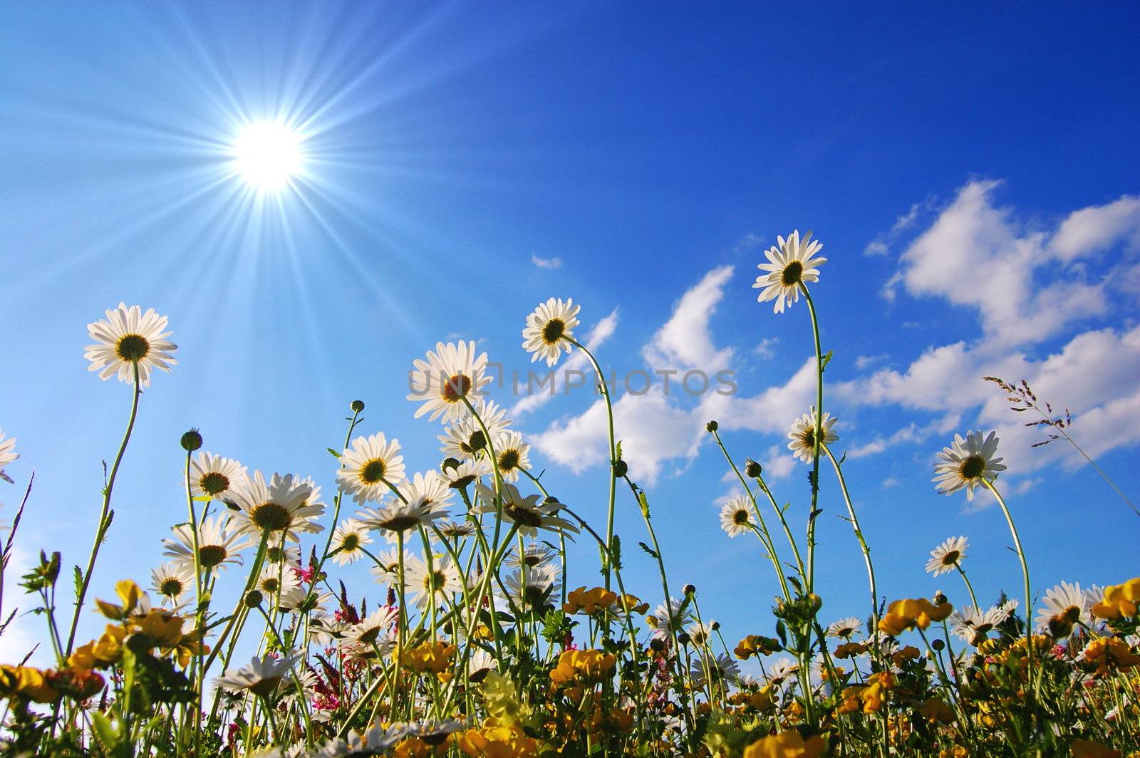 daisy flowers from below with blue sky on sunny summer day