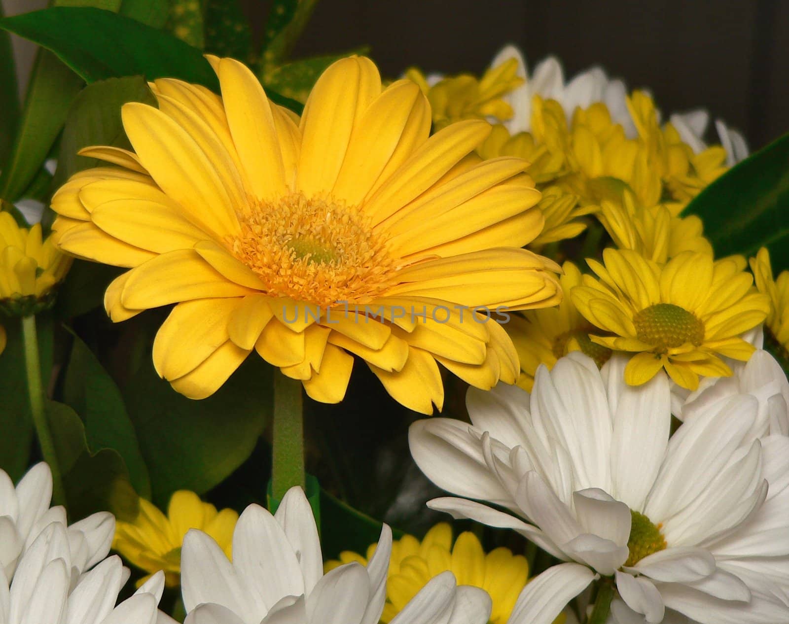 Yellow and white gerbera daisies