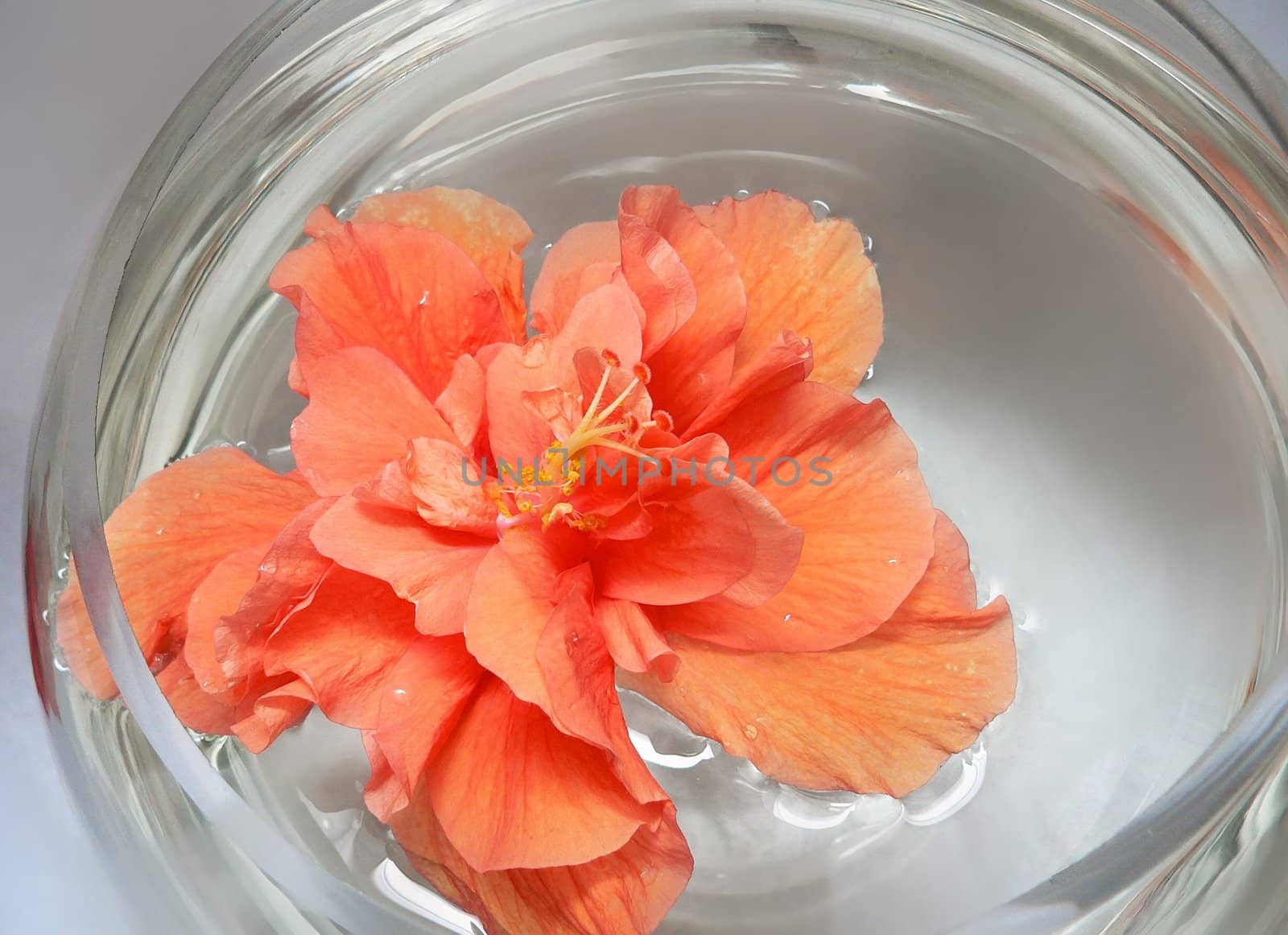 Floral - double bloom hibiscus floating in water