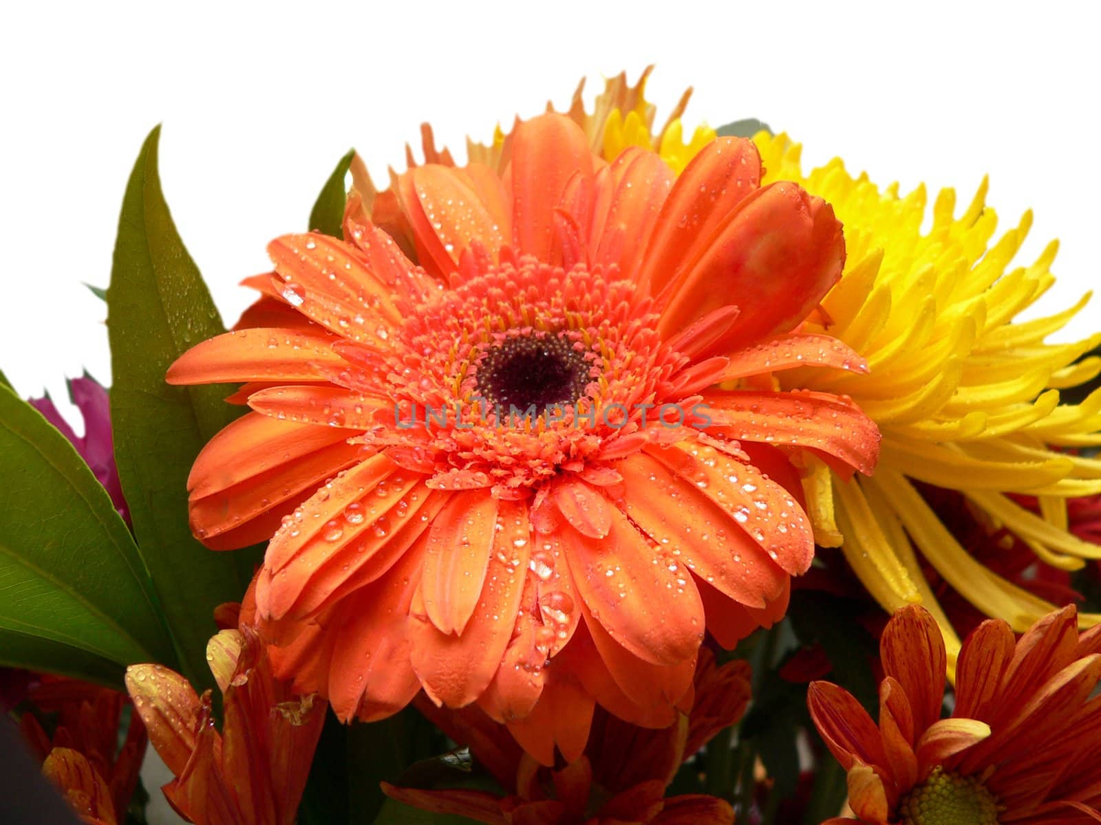 orange Gerbera daisy and yellow chrysanthemum