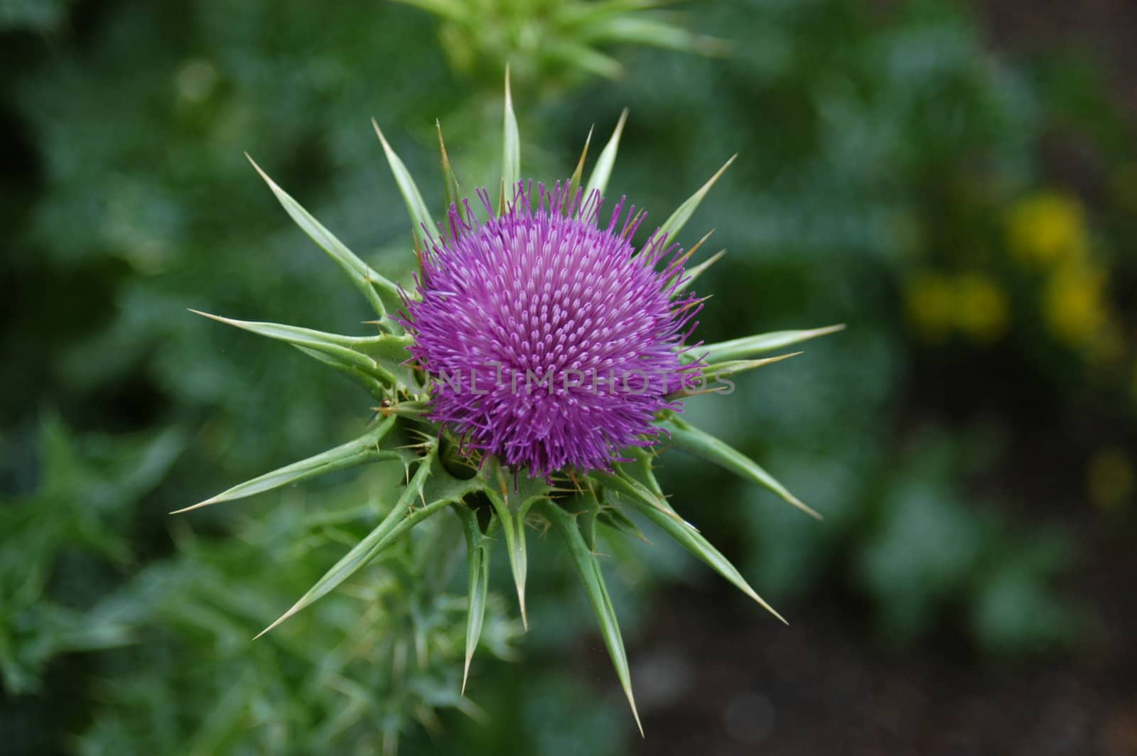 A purple flower seen up close in the spring time