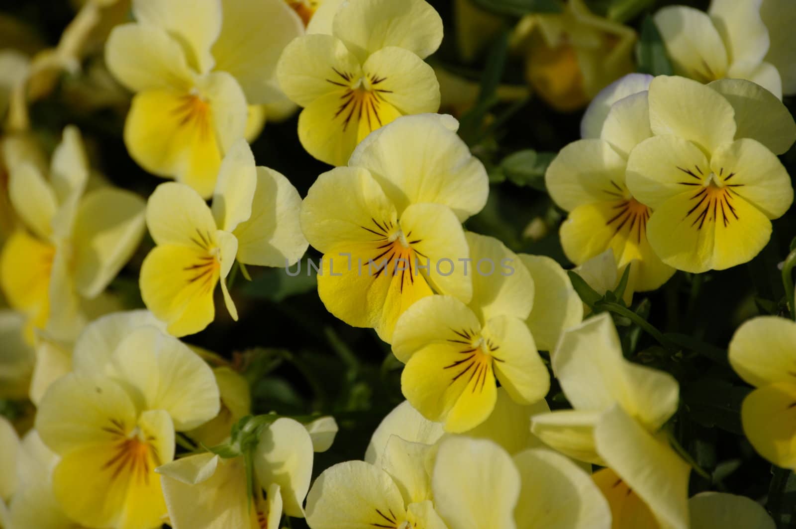 A field of yellow pansies in the spring of the year
