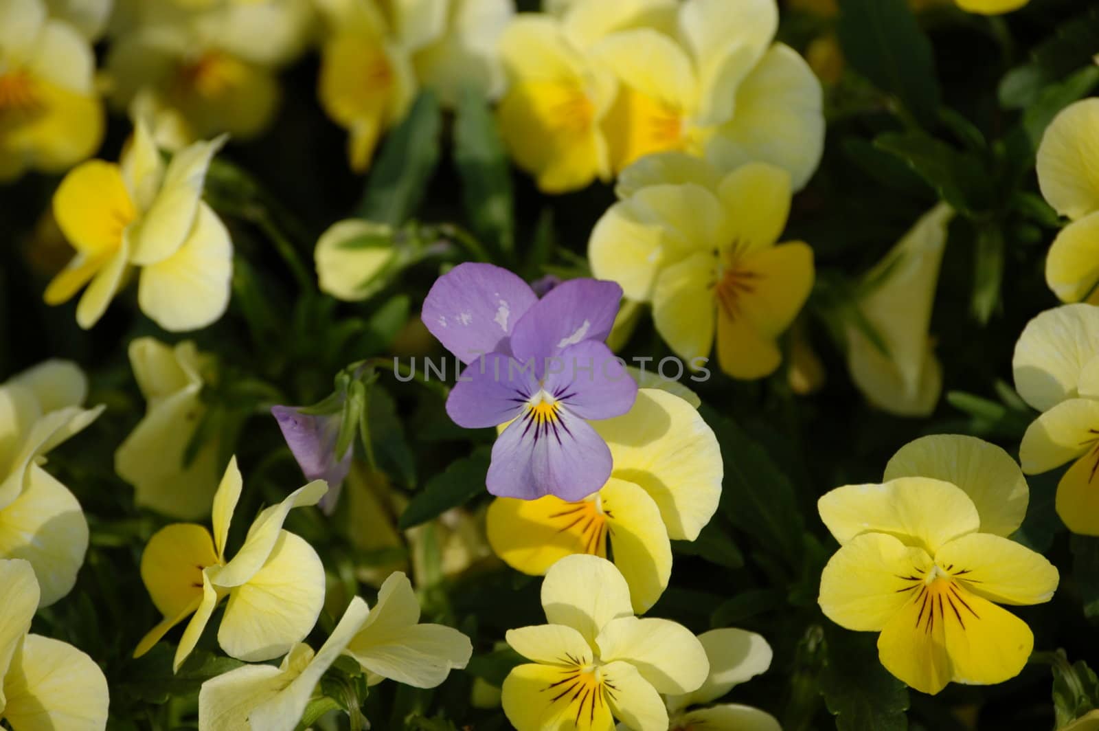 A field of pansies in the spring of the year with one purple one