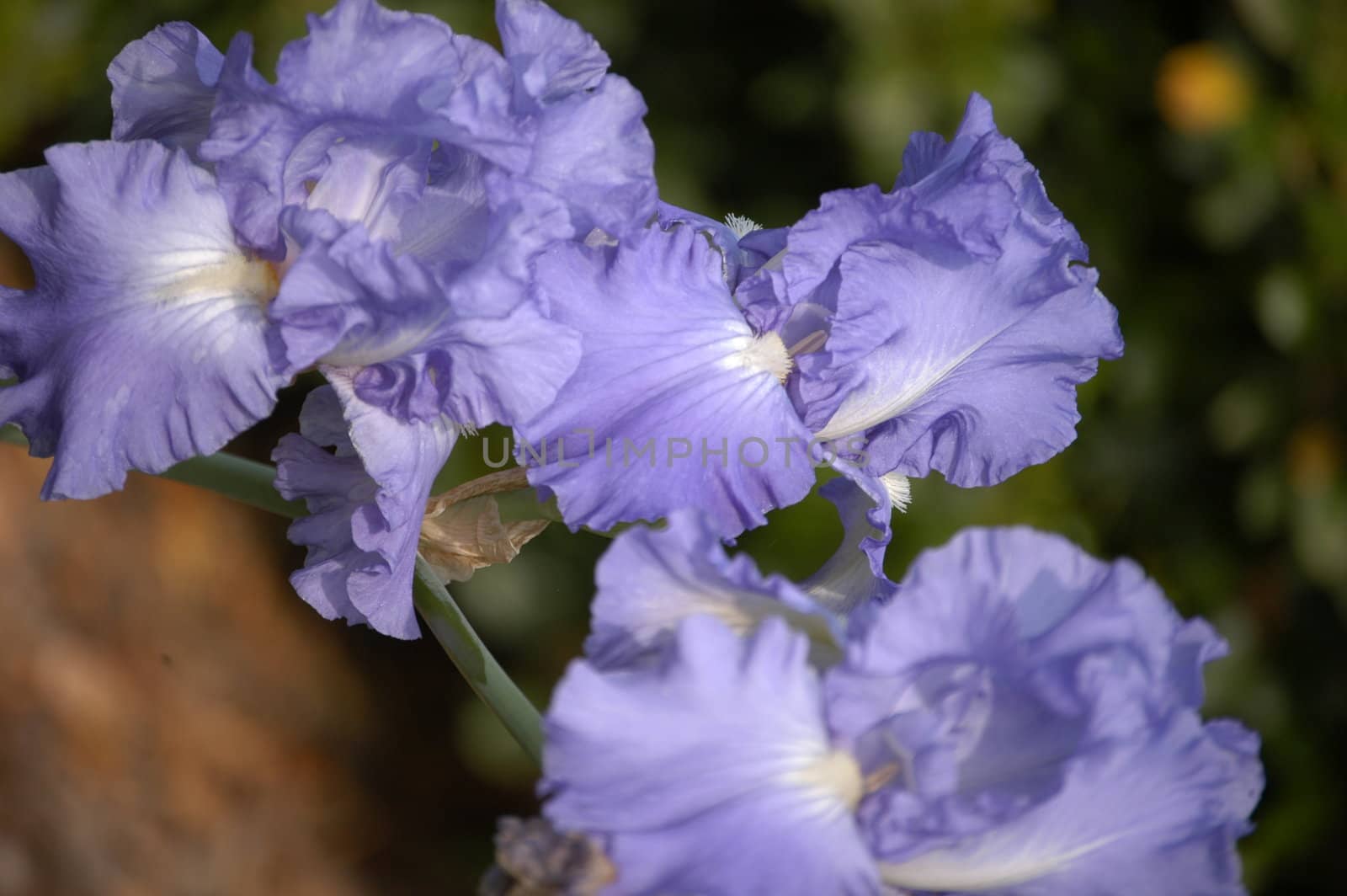 Blue flower by northwoodsphoto