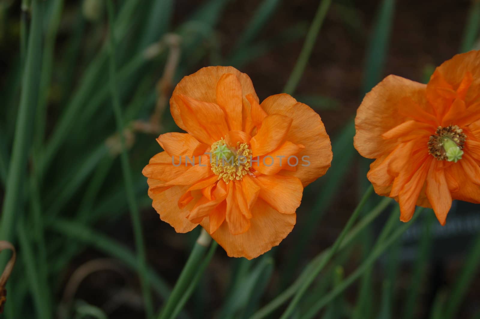 Orange flower by northwoodsphoto