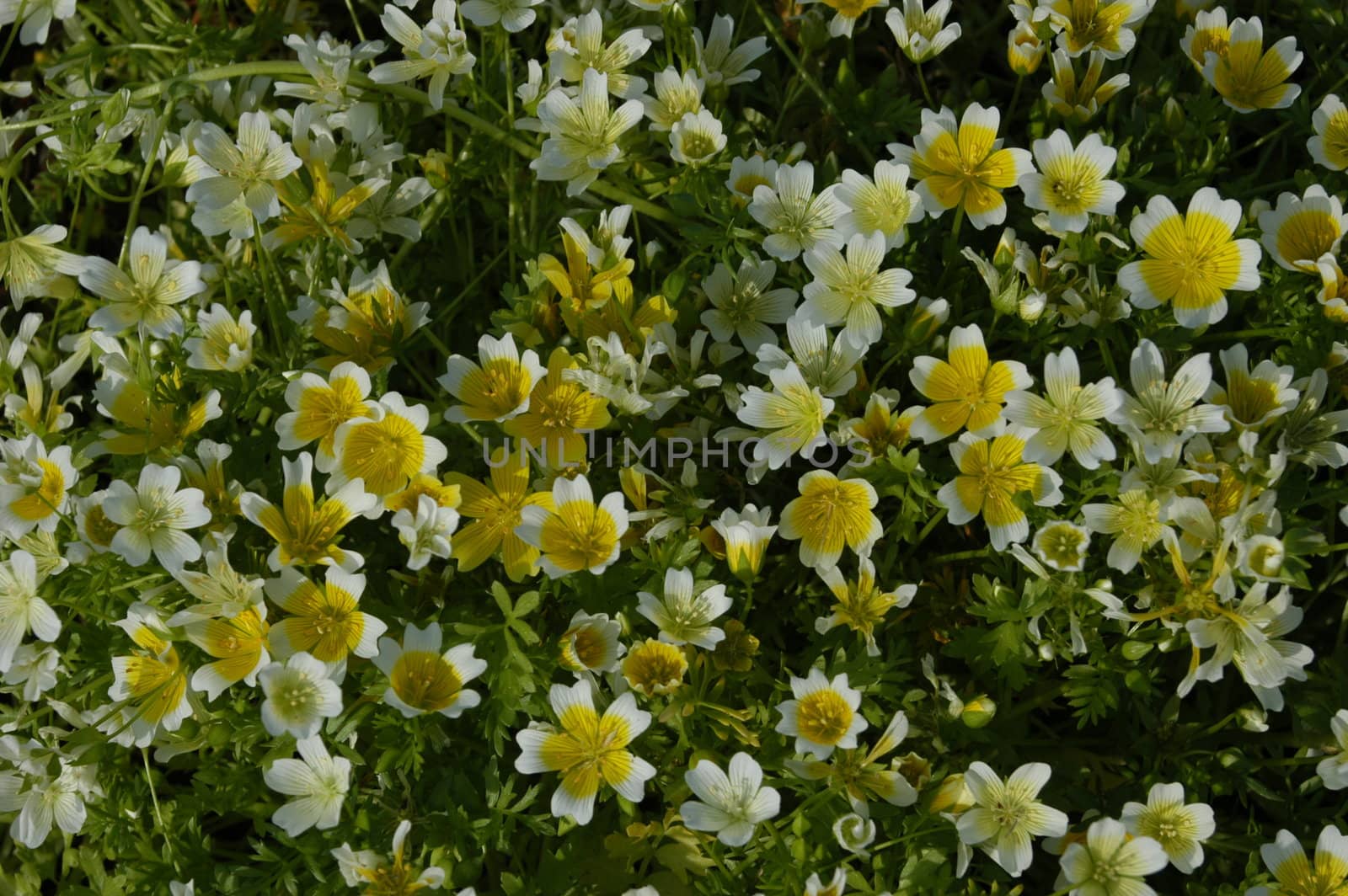 field of flowers by northwoodsphoto