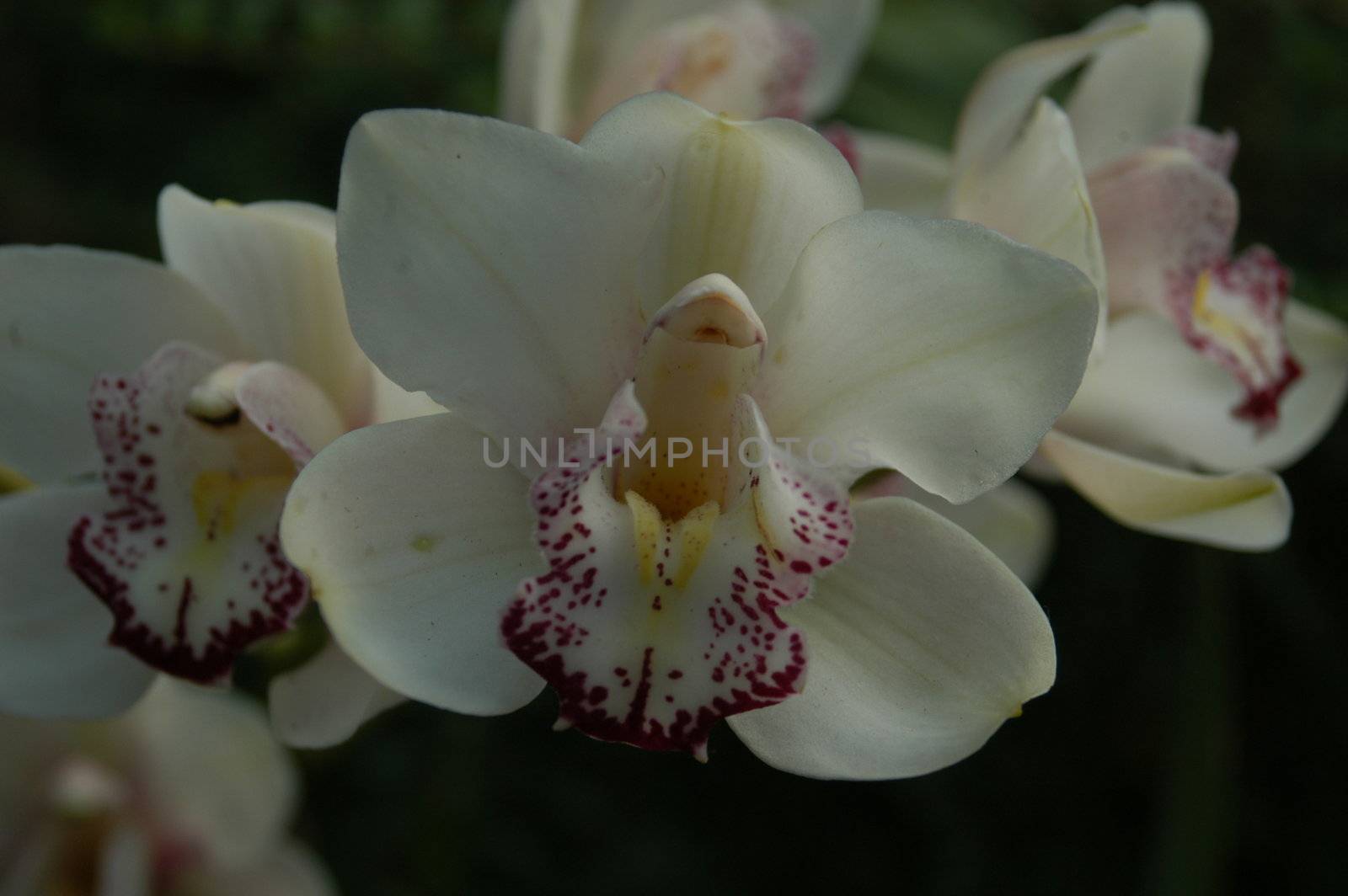 A closeup view of a white and purple orchid in bloom