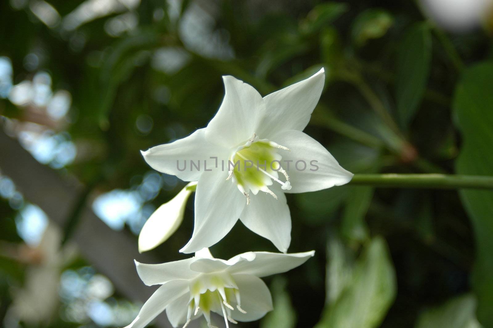 A closeup view of a white orchid in bloom