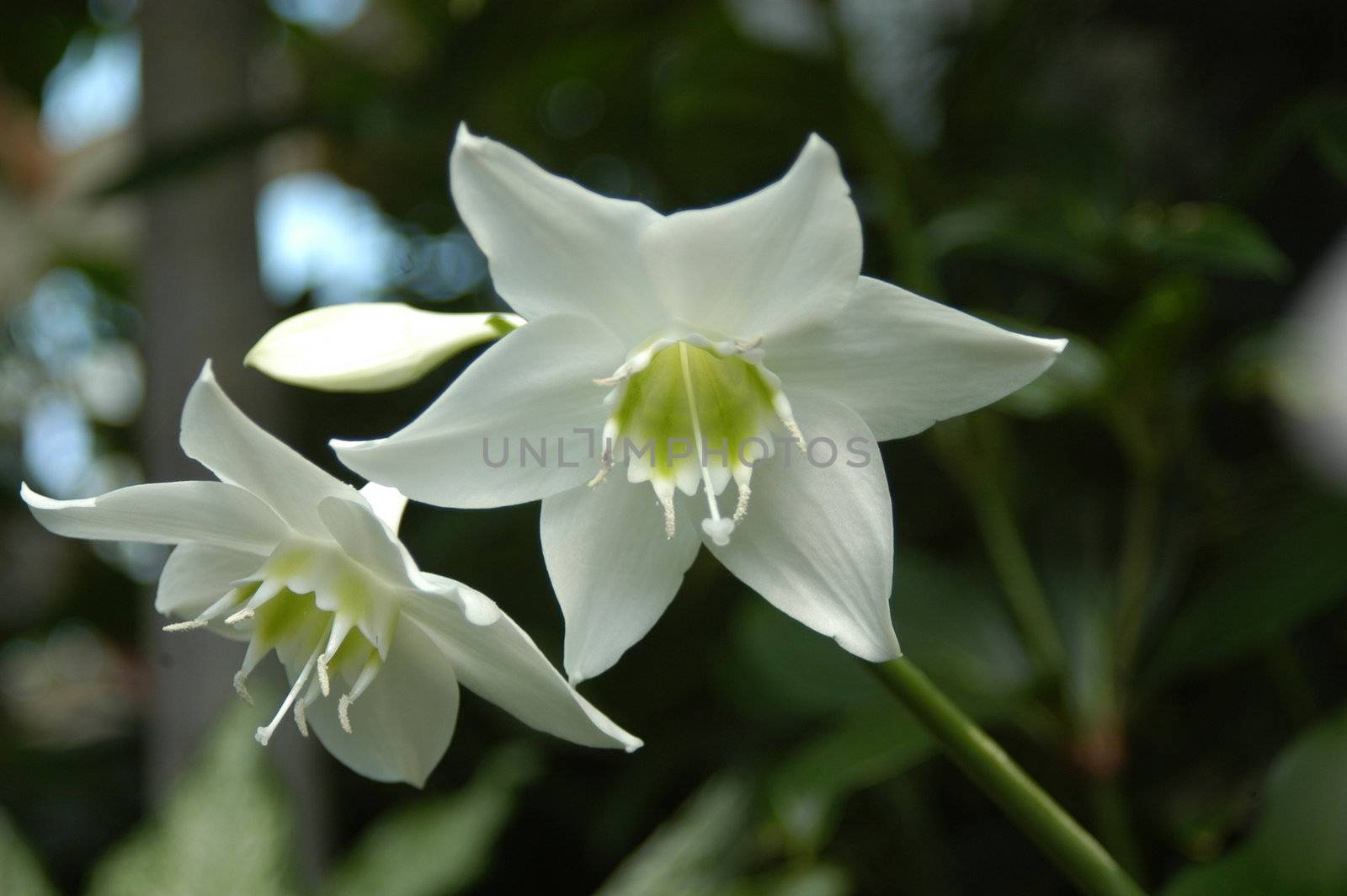 A closeup view of a white orchid in bloom