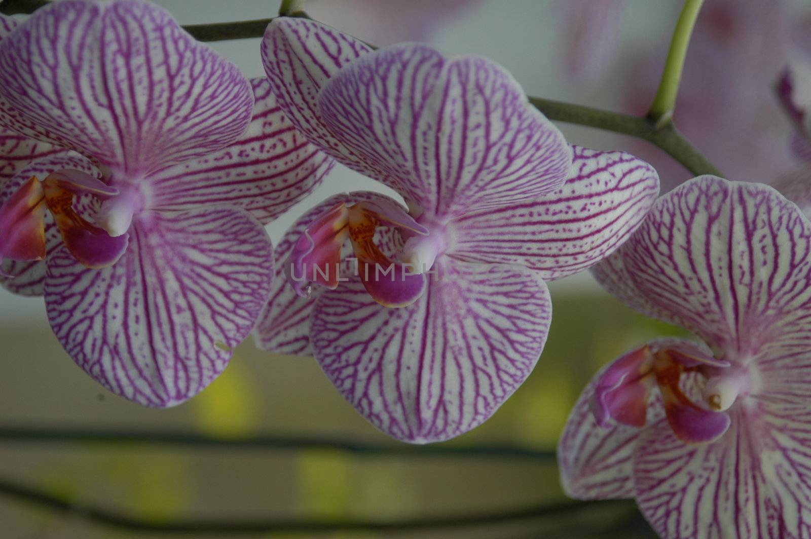 A closeup view of a white and purple striped orchids in bloom