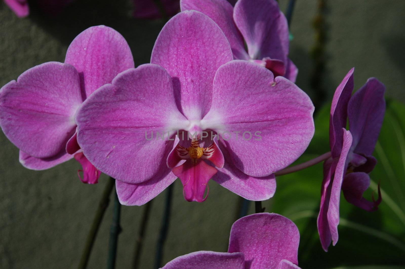 A closeup view of  purple orchids in bloom
