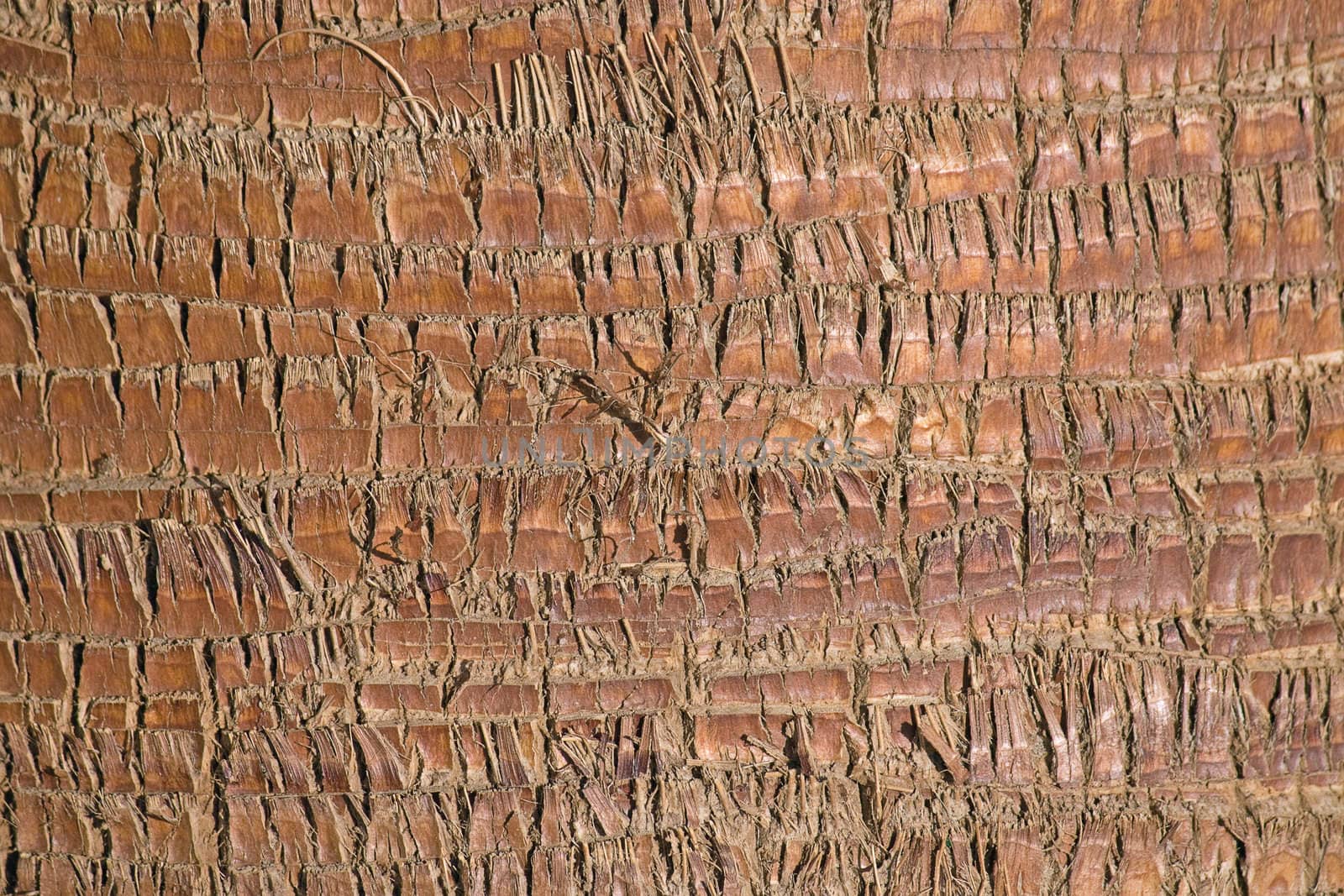 This unusual and interesting background is the pattern on the trunk of a palm tree.