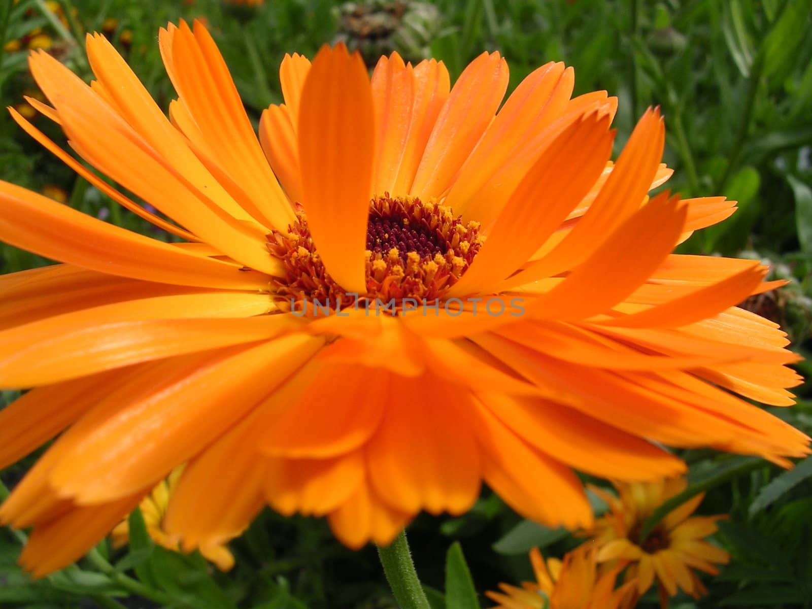 calendula