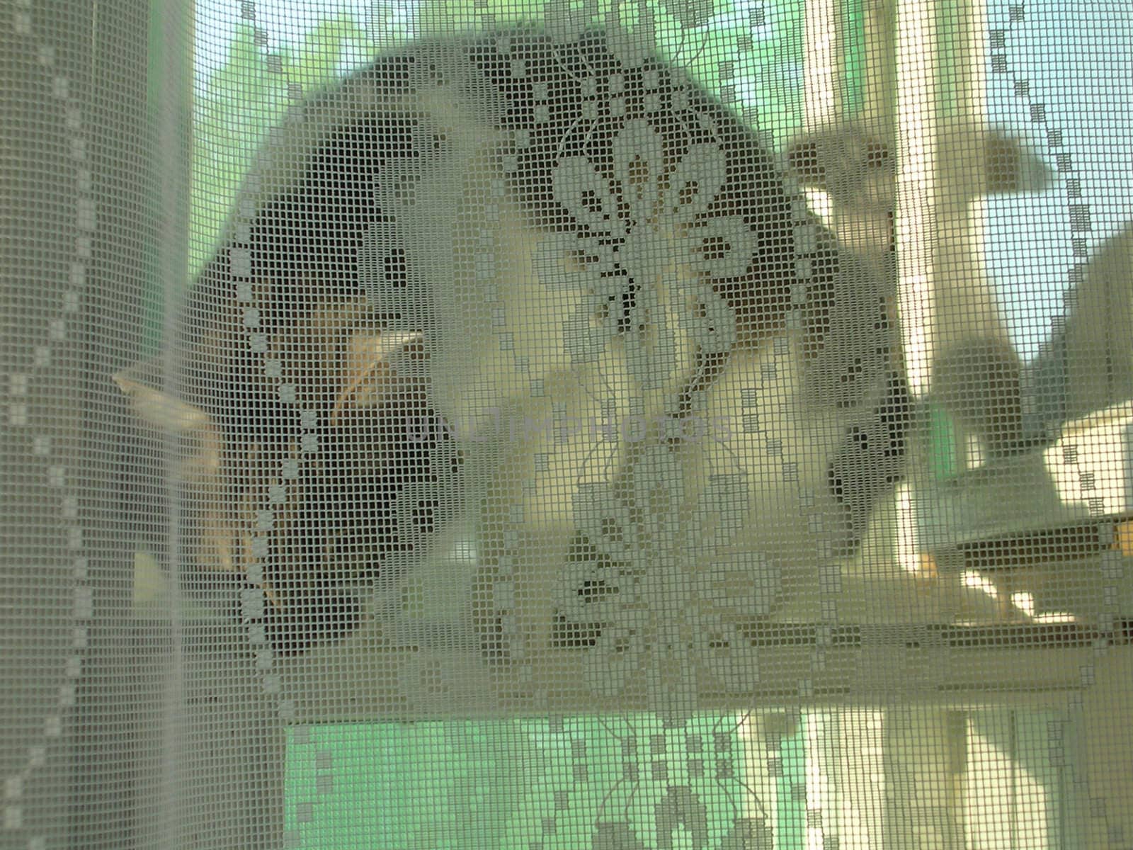 cat in window