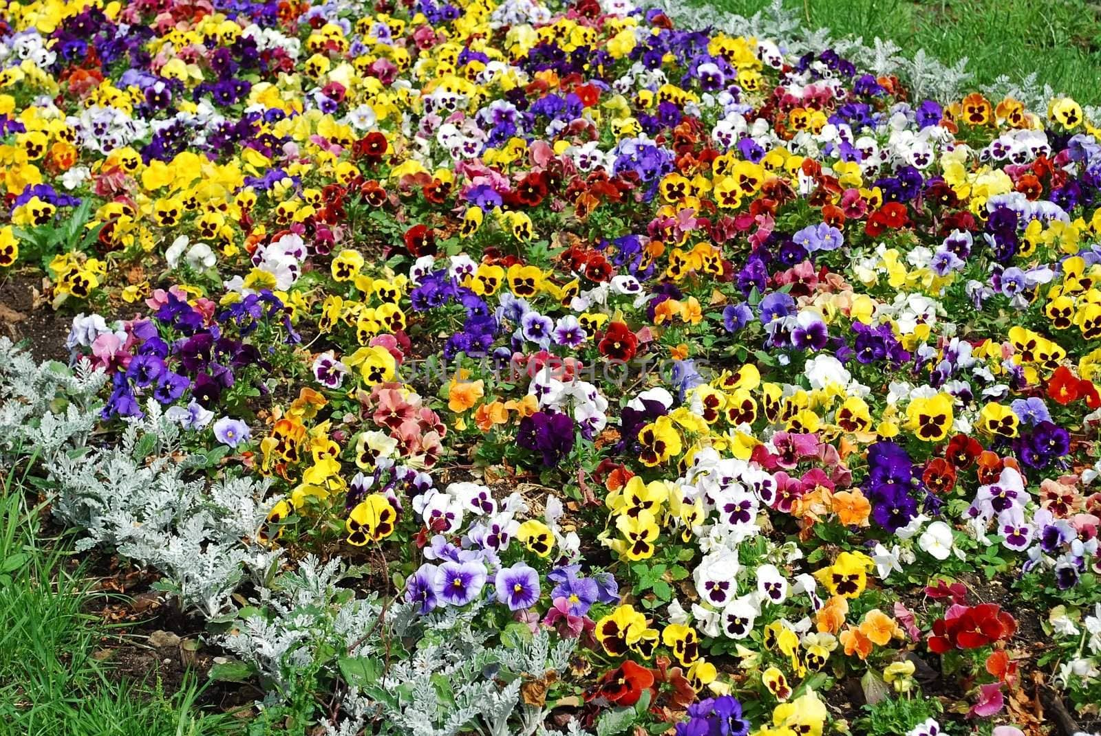 Flower bed with pansies