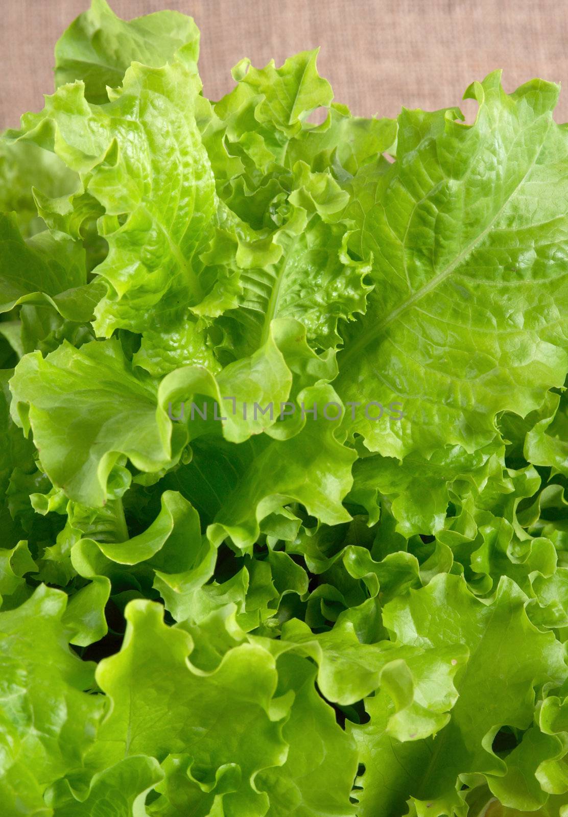 The fresh salad prepared for a dinner