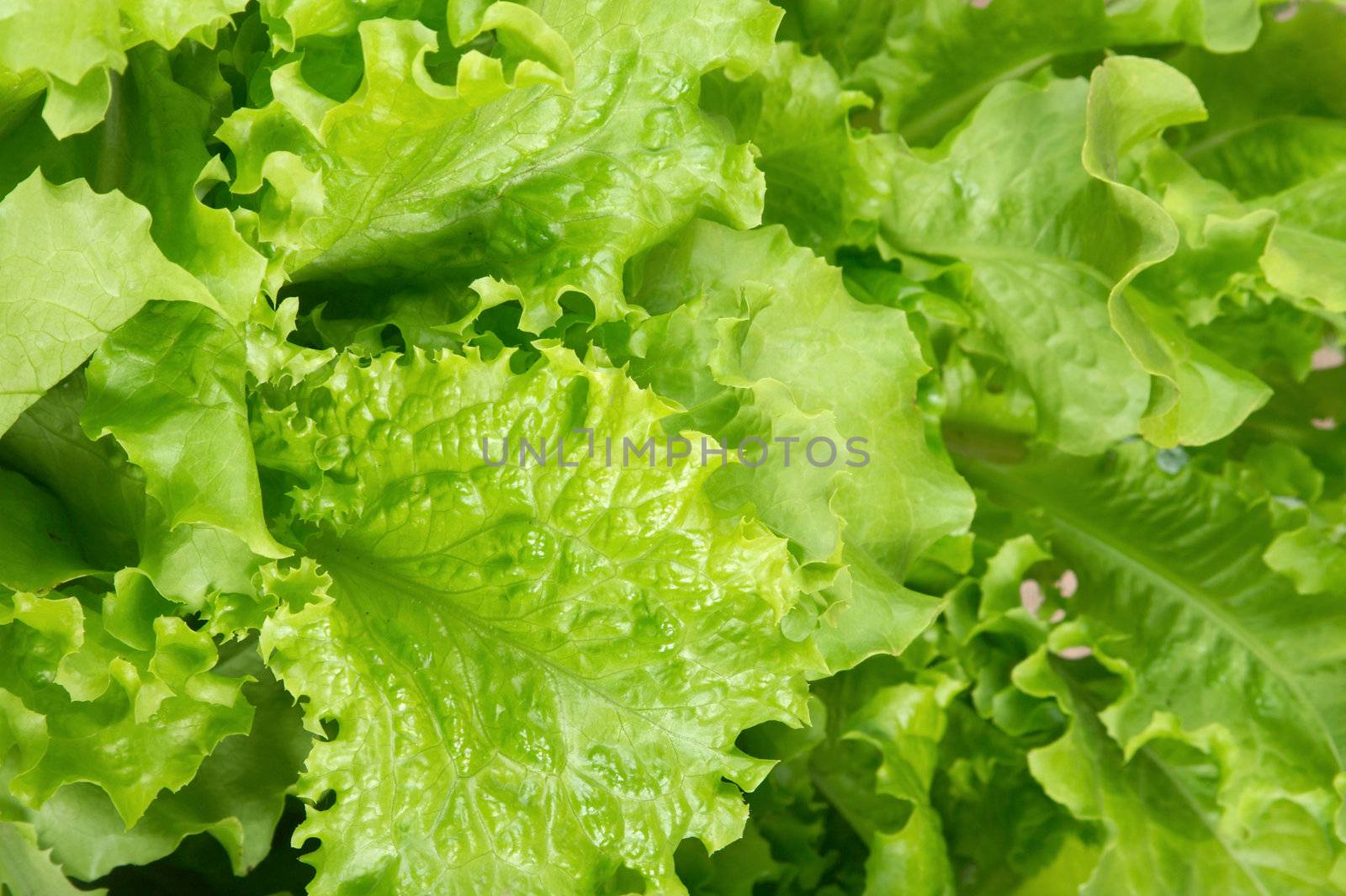 The fresh salad prepared for a dinner