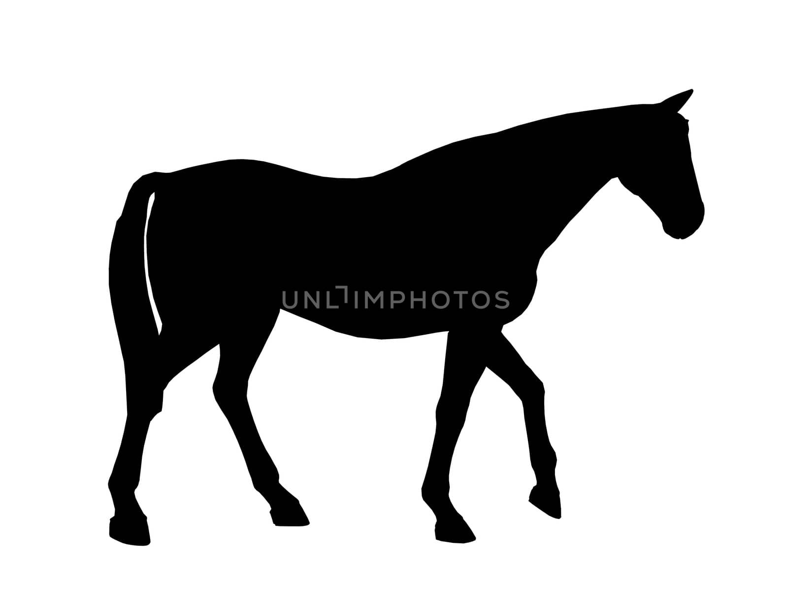 Black horse art illustration silhouette on a white background