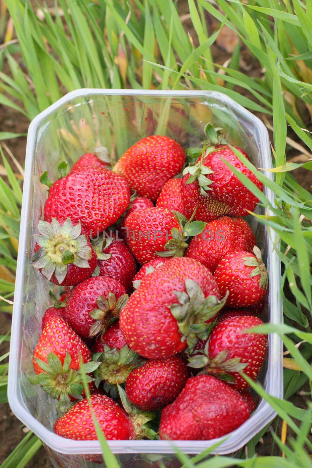 Strawberry, grass, fruit, packing, plastic