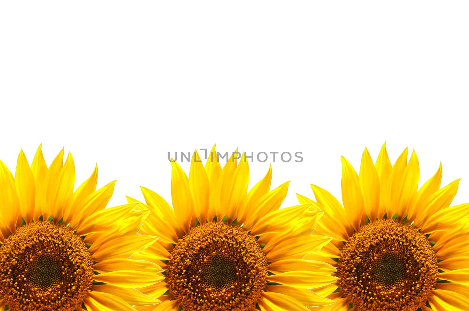 background with sunflower for happy summer or springtime