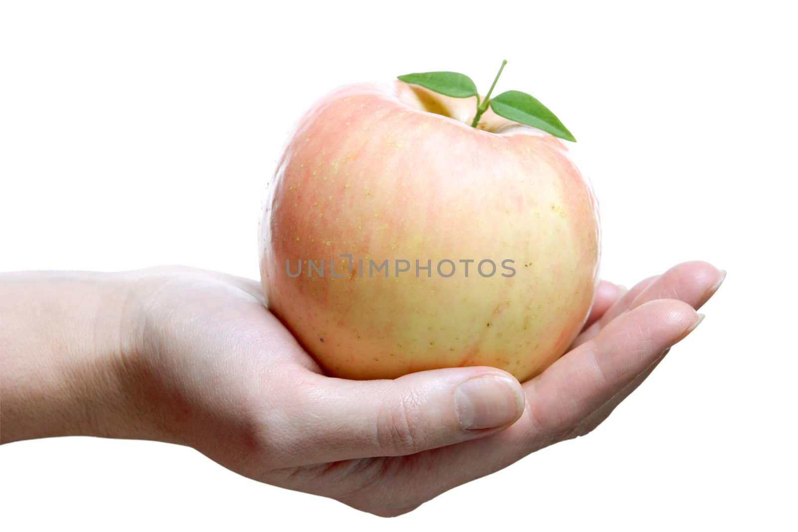 Fruits, Rose Apple in Palm, Fruit, Summer, Harvest, Freshness