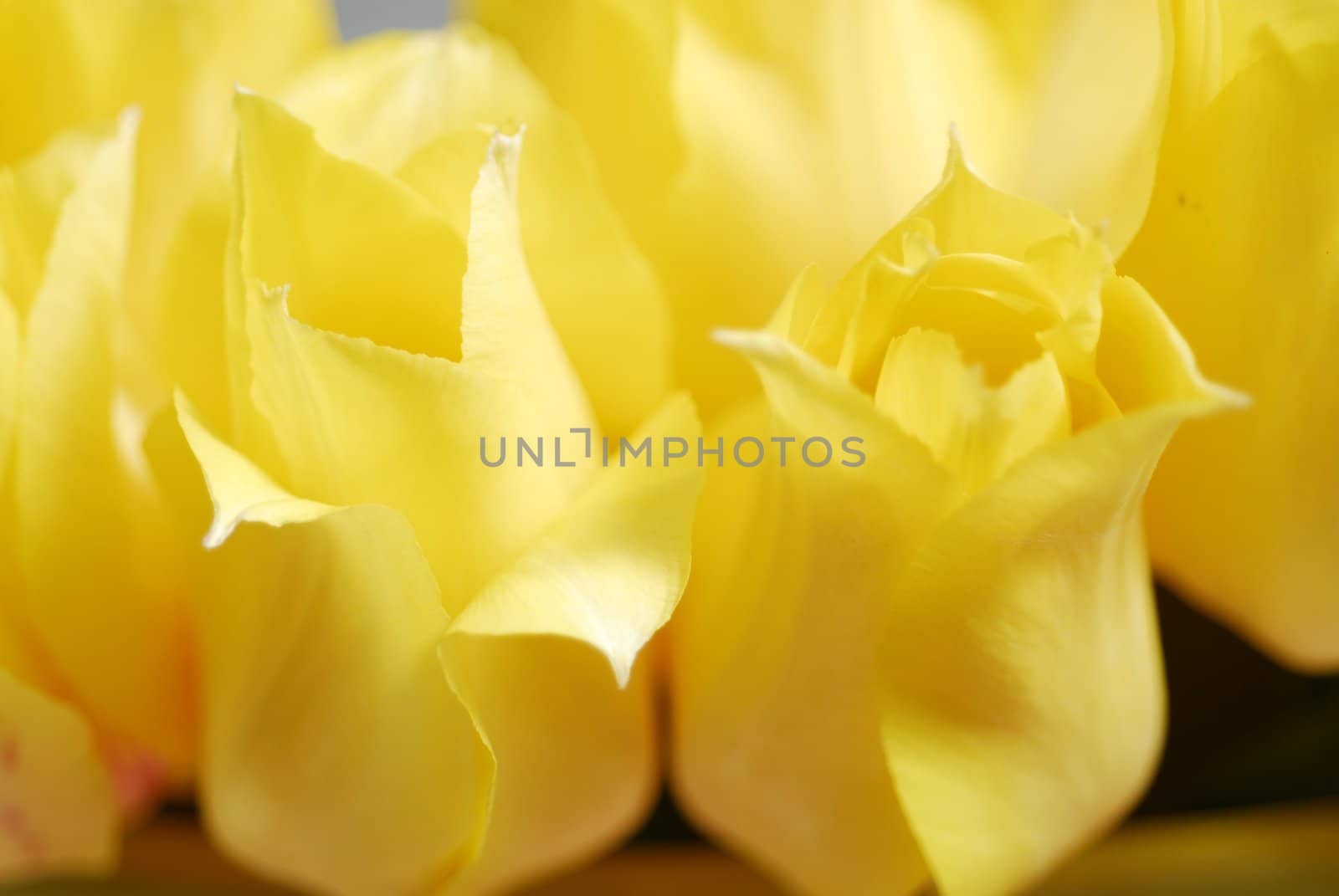 Yellow tulips on the table in green interior 18