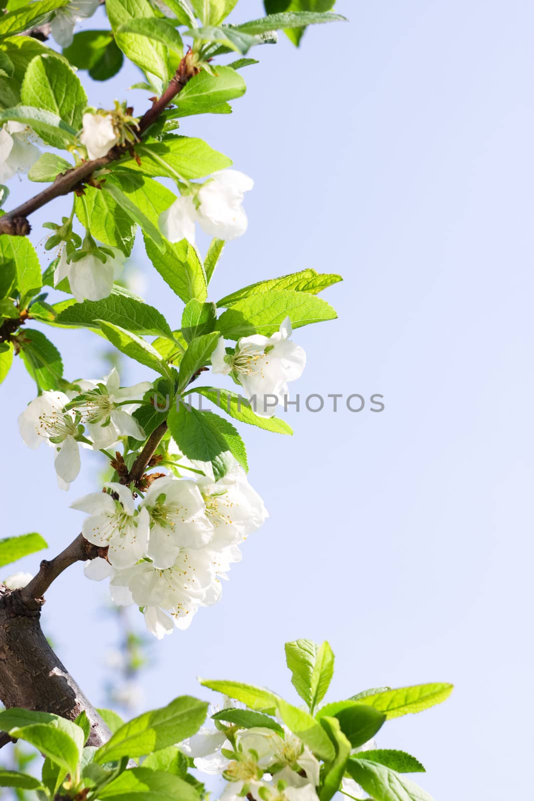 Spring Plum or Cherry leaves and blossom over sunny sky