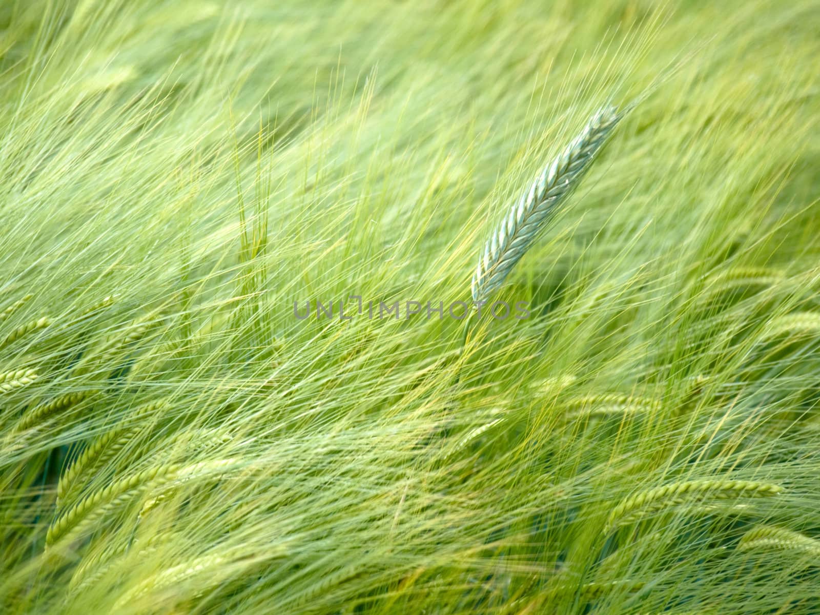 Close up shot of a green wheat field at spring 