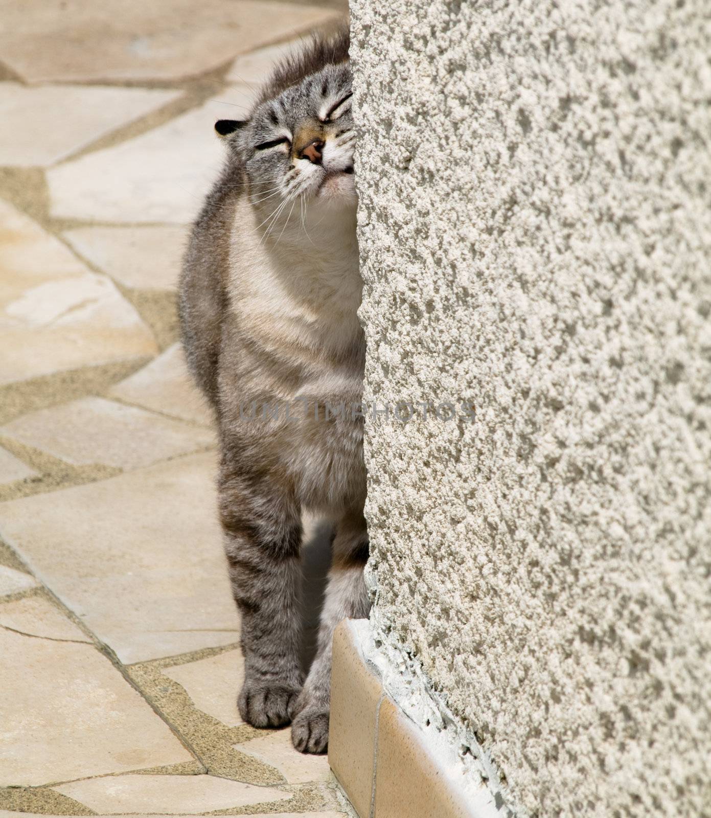 young cat scratching against a cornered wall