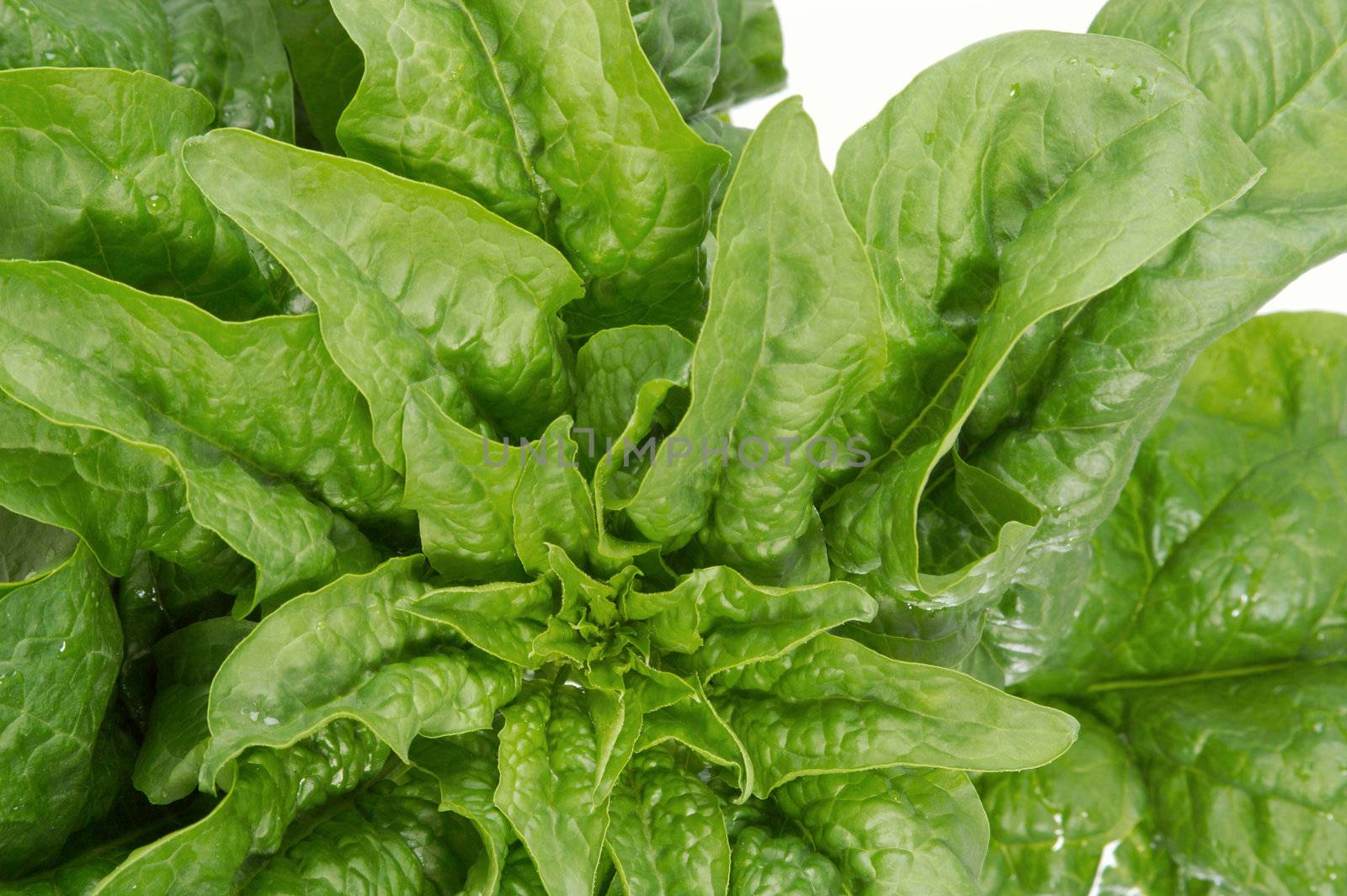 Sample of spinach on a white background