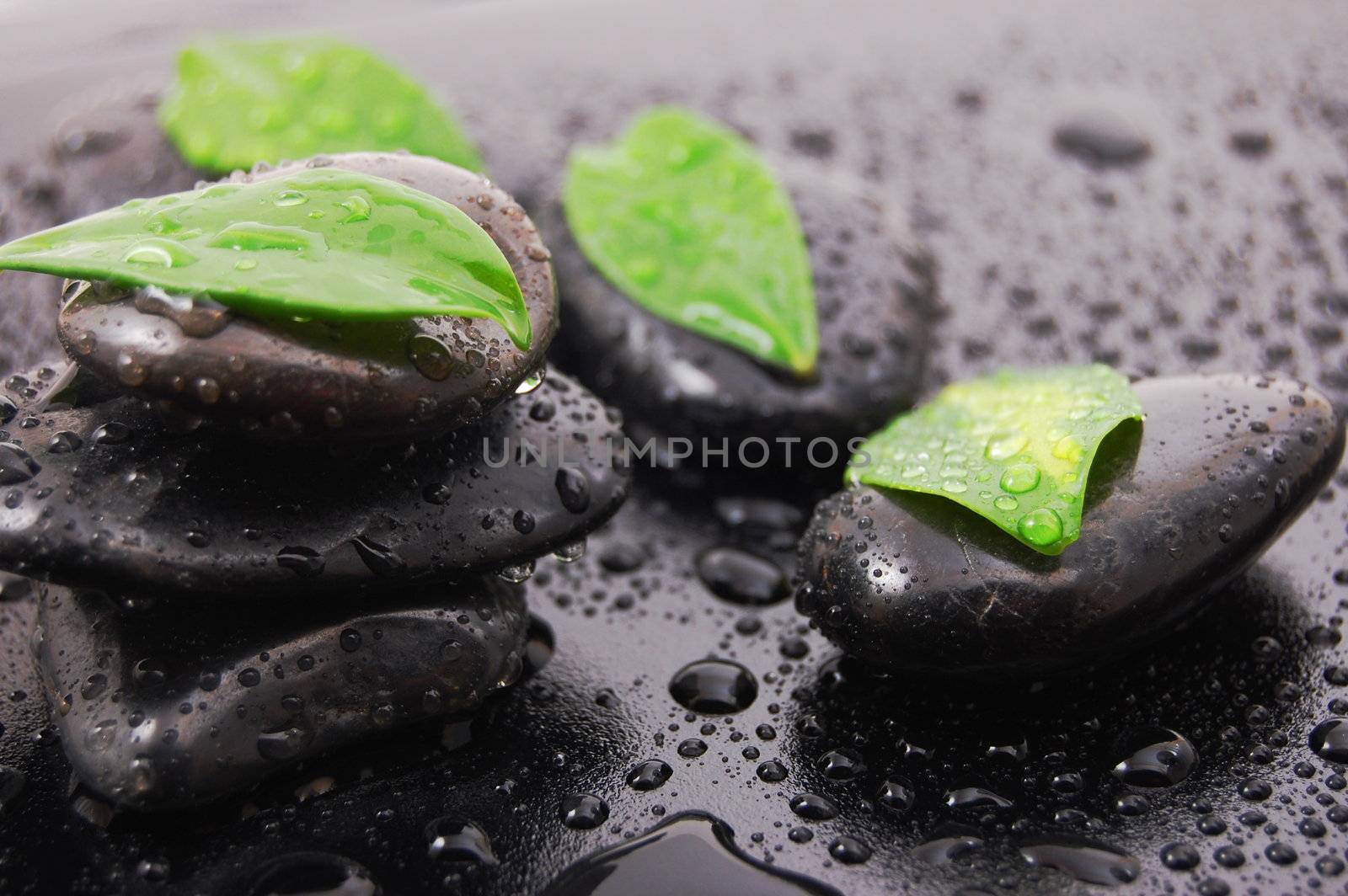 wellness concept with zen stone and green leafs