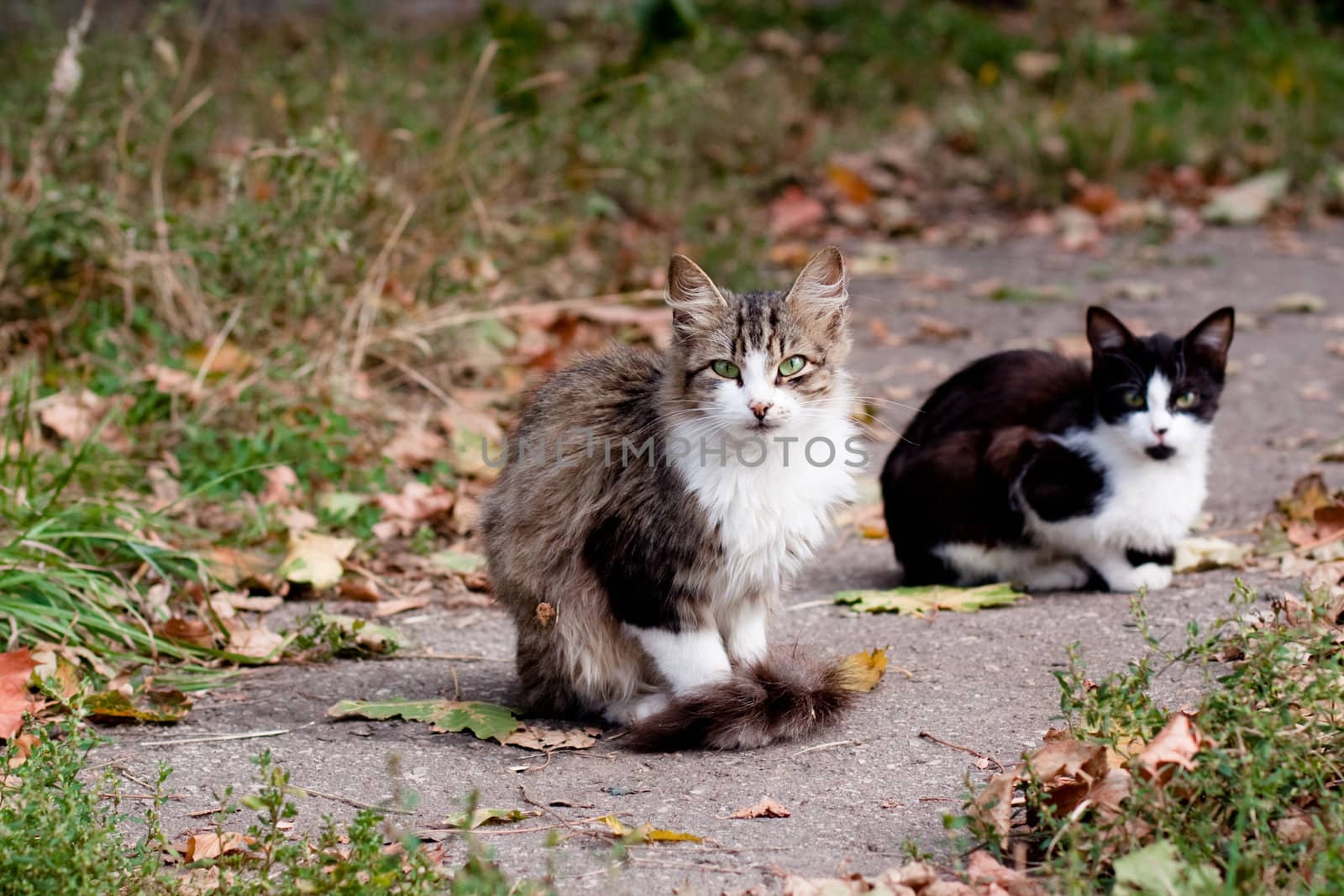 cats on road by foaloce