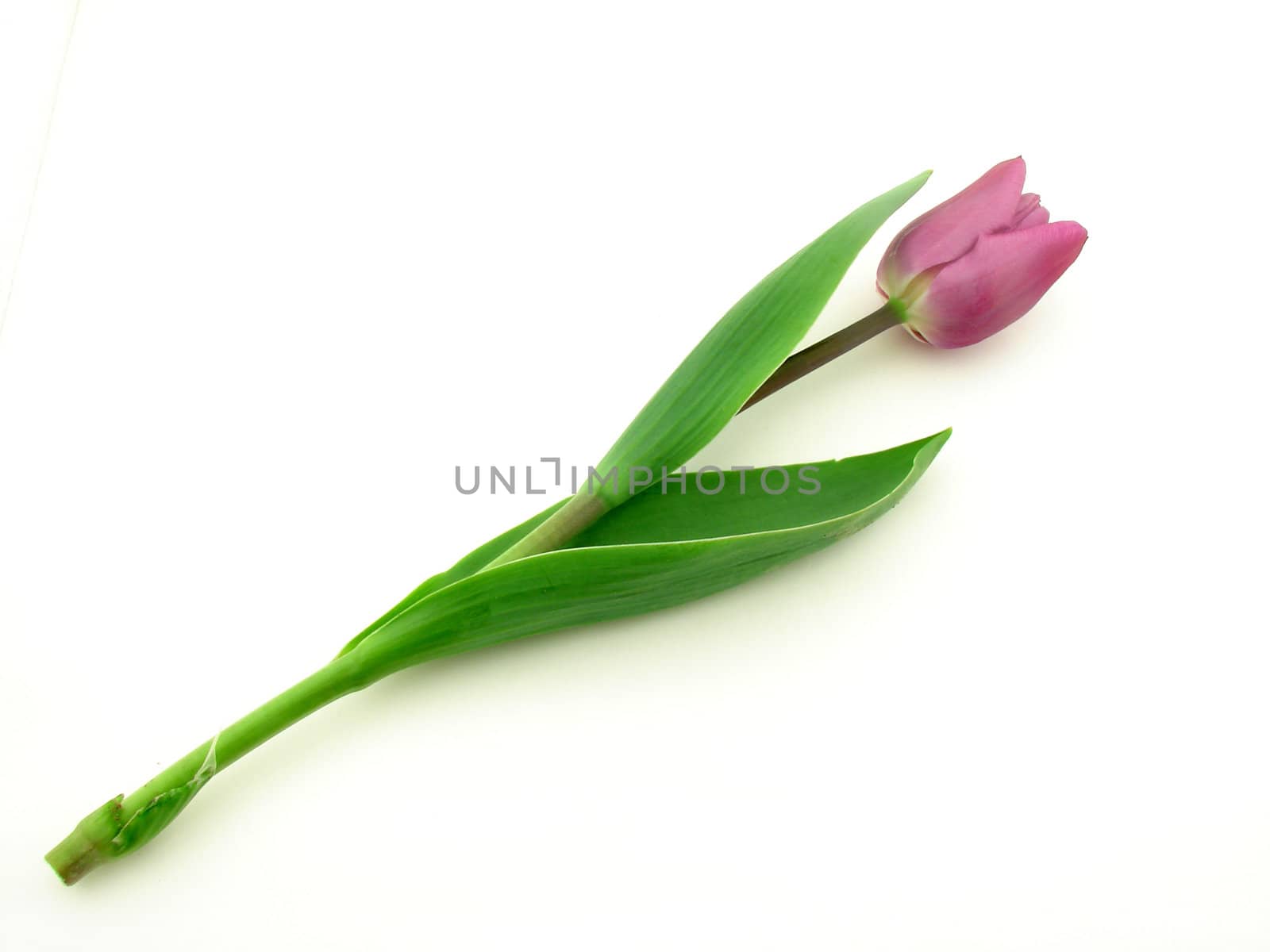 Tulip isolated over white, concept of beauty.