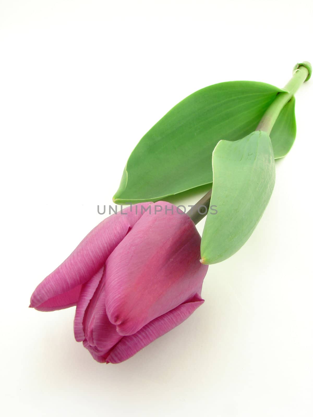 Violet tulip by morchella