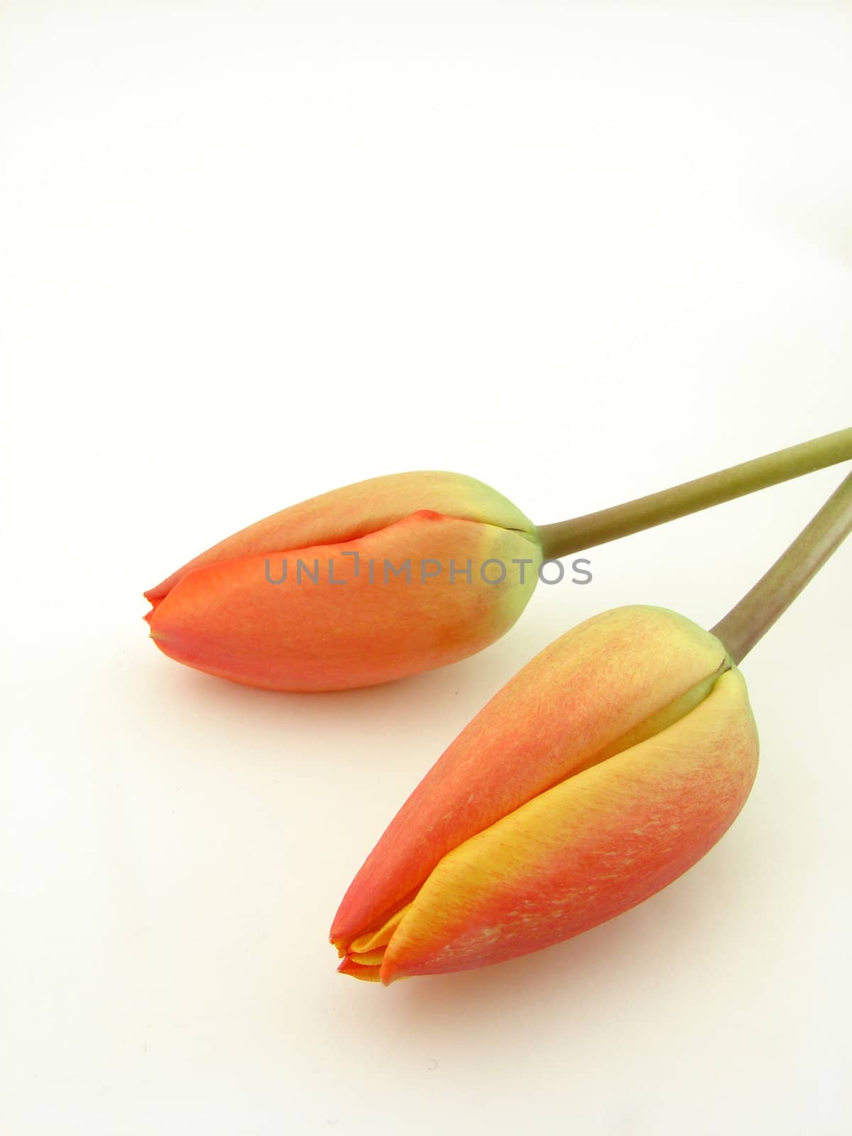 Tulips isolated over white, concept of beauty.